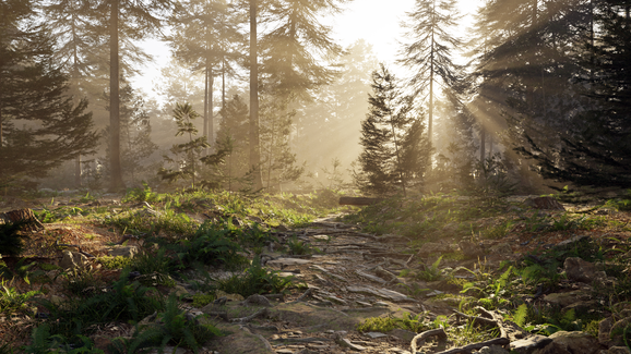 Pine Forest